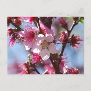 Cartão Postal Cartão-postal da Cherry Blossom cor-de-rosa