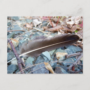 Cartão Postal Cartão-postal da cinza de Seagull Feather 1