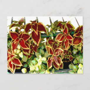 Cartão Postal Cartão-postal da Coleus Plant
