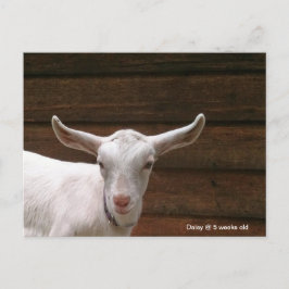 Cartão Postal Cartão-postal da Daisy the Kid Goat