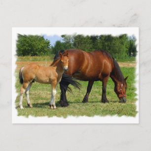 Cartão Postal Cartão-postal da família de cavalos de pasto