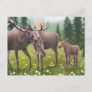 Cartão Postal Cartão-postal da família Moose