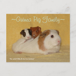 Cartão Postal Cartão-postal da família Pig