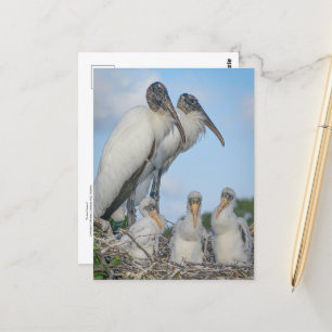 Cartão Postal Cartão-postal da família Stork