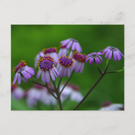 Cartão Postal Cartão-postal da Flor