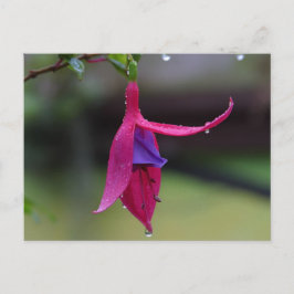 Cartão Postal Cartão-postal da Flor