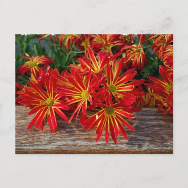 Cartão Postal Cartão-postal da Flor (Frente)