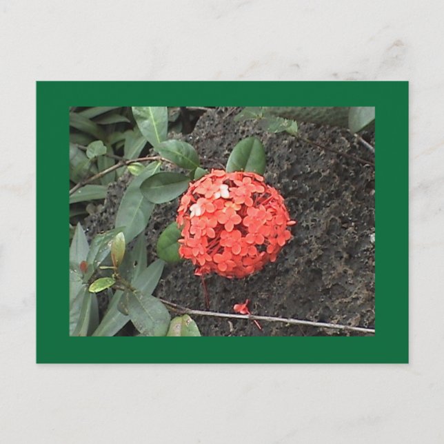 Cartão Postal Cartão-postal da Flor (Frente)