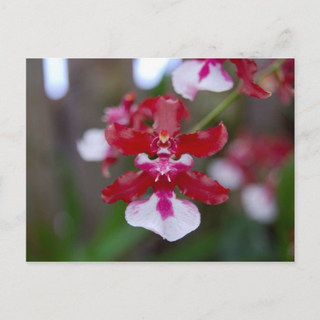 Cartão Postal Cartão-postal da Flor (Frente)