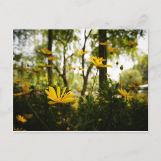 Cartão Postal Cartão-postal da Flor_01