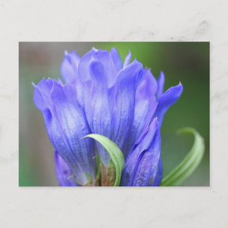 Cartão Postal Cartão-postal da Flor Azul