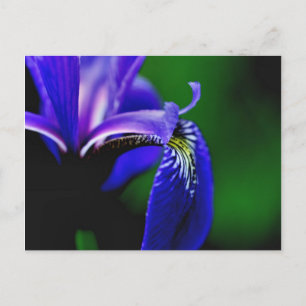 Cartão Postal Cartão-postal da Flor Azul Flag Iris