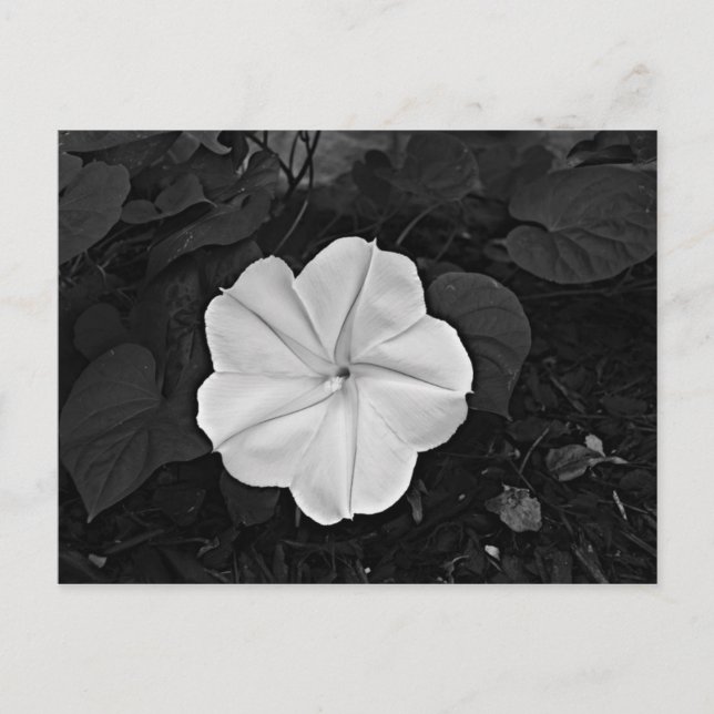 Cartão Postal Cartão-postal da flor da lua (Frente)