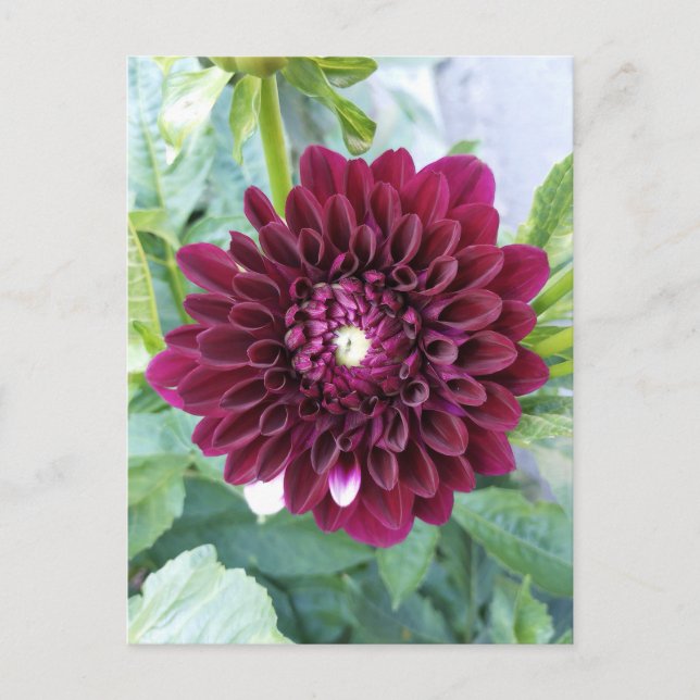 Cartão Postal Cartão-postal da Flor Dahlia Roxo Profundo (Frente)