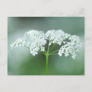 Cartão Postal Cartão-postal da Flor do Cow Parsley