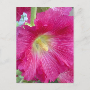 Cartão Postal Cartão-postal da Flor Hollyhock Rosa