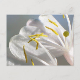 Cartão Postal Cartão-postal da Flor Honeysuckle