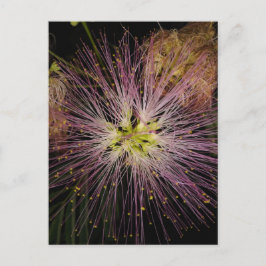 Cartão Postal Cartão-postal da Flor Mimosa