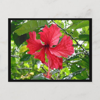 Cartão Postal Cartão-postal da Flor Red Hibiscus