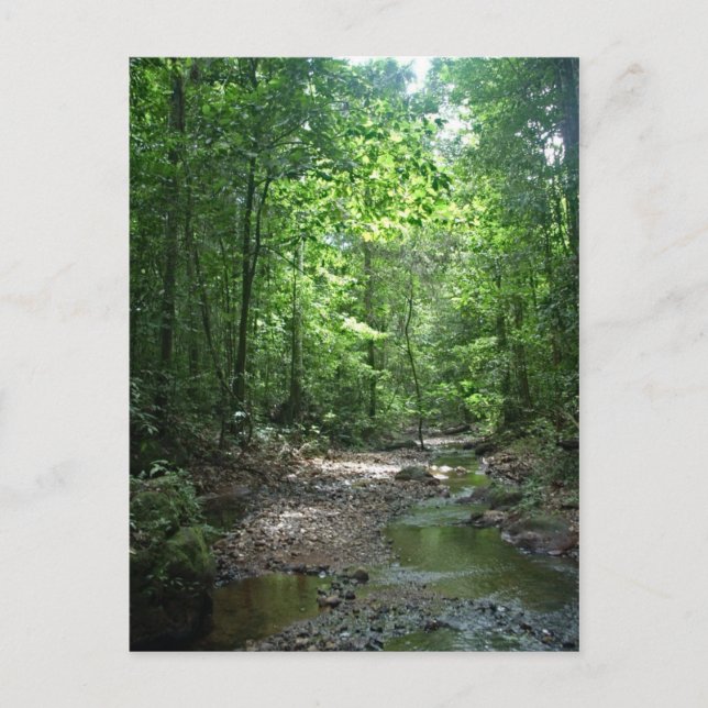 Cartão Postal Cartão-postal da Floresta Suriname (Frente)