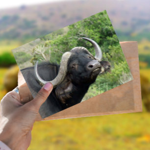 Cartão Postal Cartão-postal da Grass de Buffalo