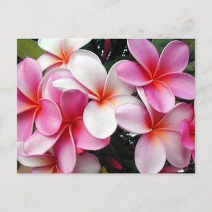 Cartão Postal Cartão-postal da Havaiana Plumeria Rosa