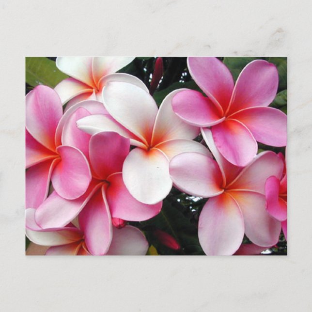 Cartão Postal Cartão-postal da Havaiana Plumeria Rosa (Frente)