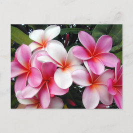 Cartão Postal Cartão-postal da Havaiana Plumeria Rosa