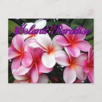 Cartão-postal da Havaiana Plumeria Rosa
