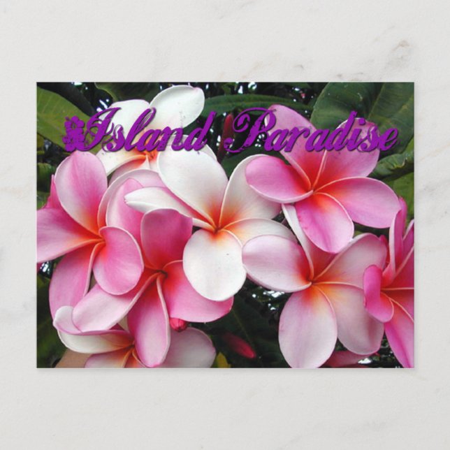 Cartão Postal Cartão-postal da Havaiana Plumeria Rosa (Frente)