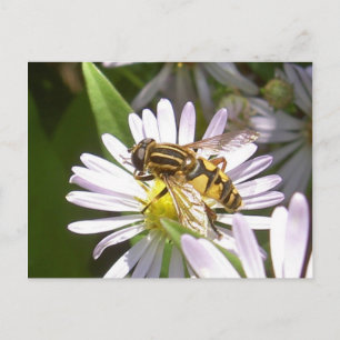 Cartão Postal Cartão-postal da Hoverfly - Helophilus