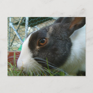 Cartão Postal Cartão-postal da Humbug Bunny