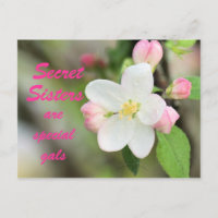 Cartão-postal da Irmã Secreta Apple Blossom - pers