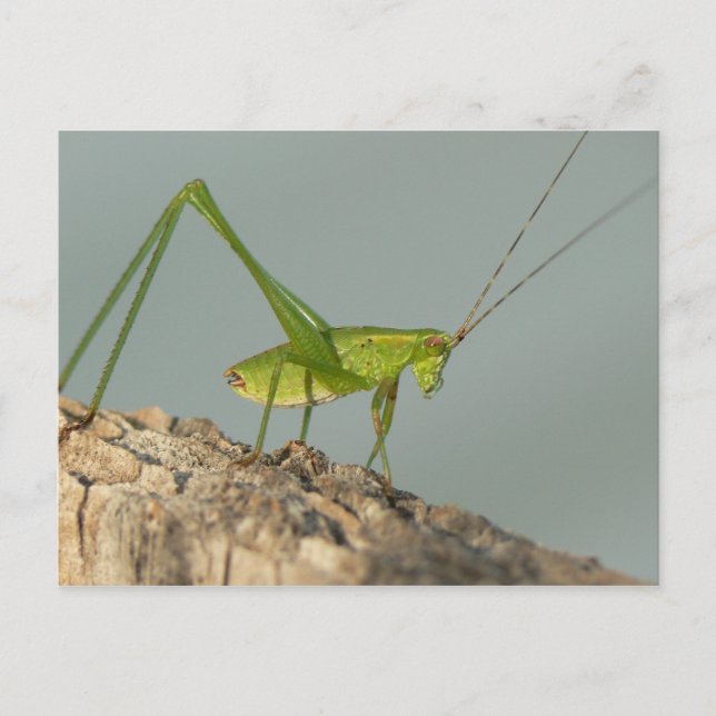 Cartão Postal Cartão-postal da Katydid. (Frente)