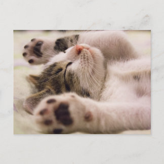 Cartão Postal Cartão-postal da Kitten Kitty Gato Bonito