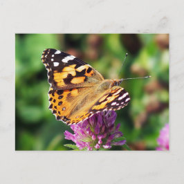 Cartão Postal Cartão-postal da Lady Butterfly pintado
