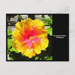 Cartão Postal Cartão-postal da Língua das Flores Amarelo Hibiscu