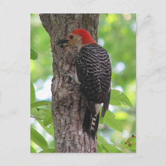 Cartão Postal Cartão-postal da língua vermelha (Frente)