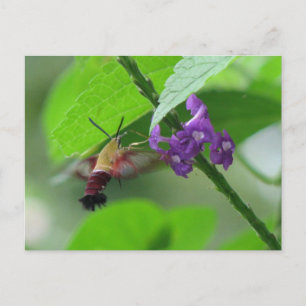 Cartão Postal Cartão-postal da Luz de Descoloração