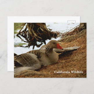 Cartão Postal Cartão-postal da Madre Goose