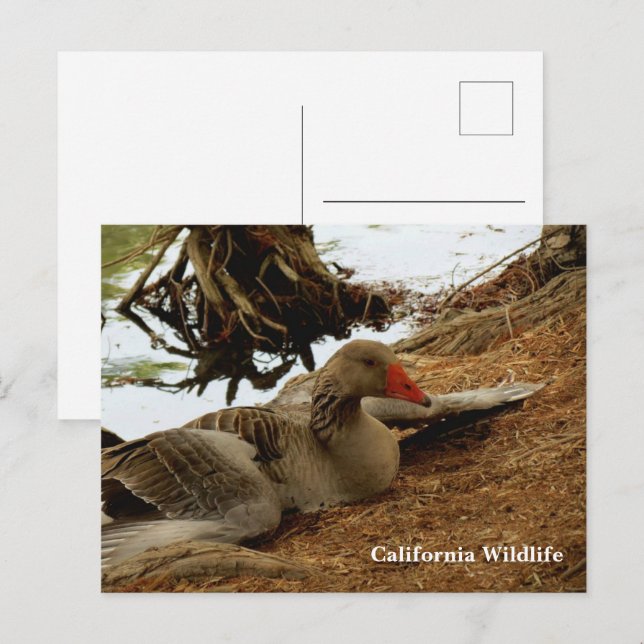 Cartão Postal Cartão-postal da Madre Goose (Frente/Verso)