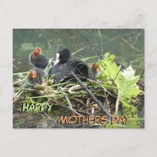 Cartão Postal Cartão-postal da Mãe Coot com Dia de as mães Jovem