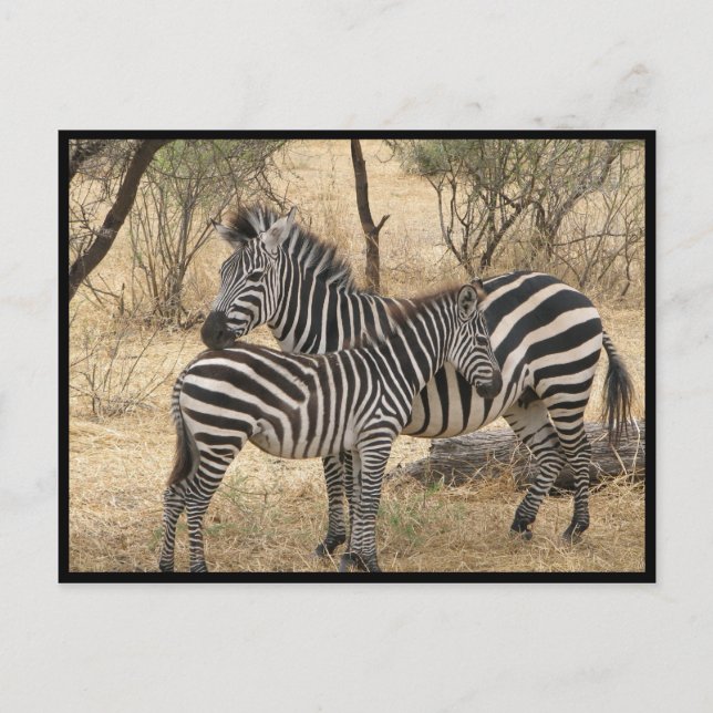Cartão Postal Cartão-postal da Mãe e Bebê Zebra (Frente)