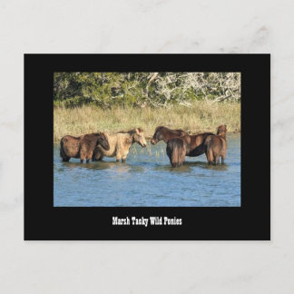 Cartão Postal Cartão-postal da Marshy Tacky Ponies