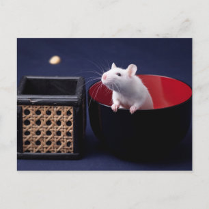 Cartão Postal Cartão-postal da Mesa Luna