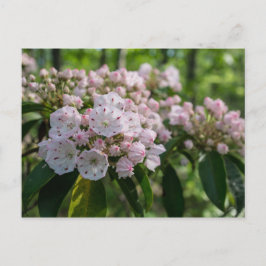 Cartão Postal Cartão-postal da Mountain Laurel Wildflower