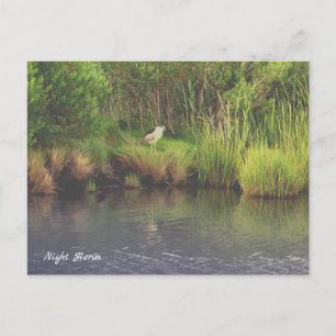 Cartão Postal Cartão-postal da Photo Night Heron