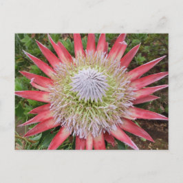 Cartão Postal Cartão-postal da planta de floração de proteína ro