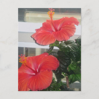 Cartão Postal Cartão-postal da Planta Hibiscus House