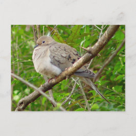 Cartão Postal Cartão-postal da pomba de luto